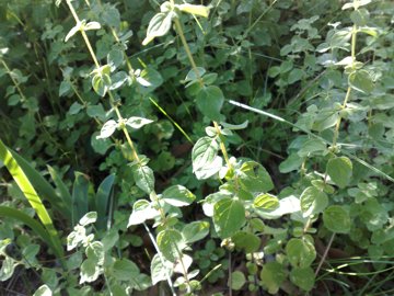 Una seconda Lamiacea - Origanum sp.